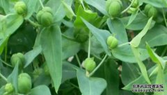 农民“陷入困境”：我必须看着它，但