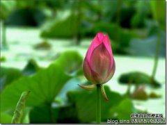 丰田很疯狂，销售的技术已经过期到1元