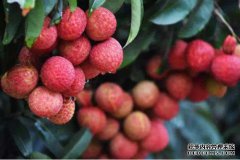 广西这个县是着名的“中国荔枝之乡”