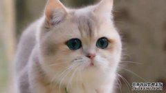 我喜欢一种很棒的手机游戏，一只在发