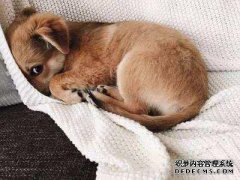 狗犯了一个错误，你完成了它，你真的