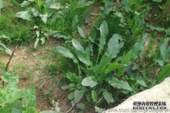 草坪的田野，学名是土黄，现在很漂亮