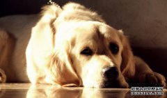 狗没有头脑，也不想吃。这五个症状表