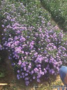 辽宁省晋州市，陕西省和四川省林宁市