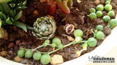 购买蘑菇时，请不要购买接下来的四种