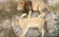 雌狮是一个出色的猎人，不会与狮子竞