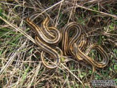 梦见囚犯处理和梦见对囚犯友善的迹象