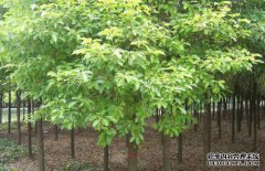 Nan树和banyan树有什么区别，是同一棵树