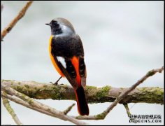 13°西班牙蓝鸟干红葡萄酒750毫升做出了