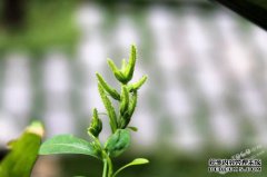 [遮荫草]浅绿色薄叶片，小花不飞红[上