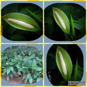 广东长荣使用什么肥料？