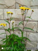 倒花主要用于咳嗽，窒息和呕吐，因为