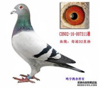 Limboa飞鸽子更快