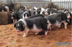 快乐的猪如何生出特殊的可育猪？