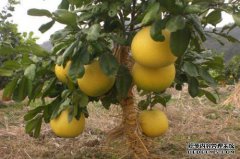 四川遂宁的特产是什么？