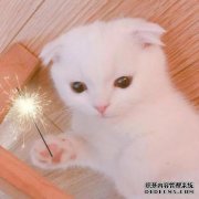 “穿过猫：保持清洁”通过野兽成为纯