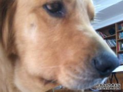 如果犬战被咬和肿了怎么办？