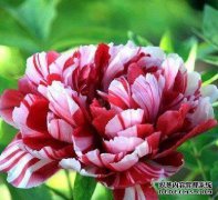 下载大棕紫色牡丹高清图像