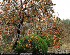 [Karope Khaki挑战，廉价Karope Khaki挑战欢迎