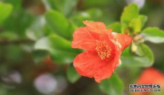 原始的感谢和锦缎和腮红翻译