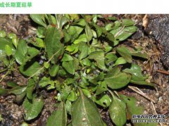 夏季蘑菇酱有什么作用？