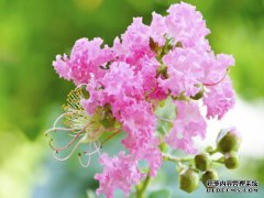 子微喜欢什么肥料？