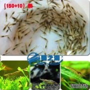 初学者零基础快速饲料虾缸，感谢支持