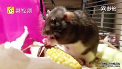 婴儿的牛奶总是像蝎子。