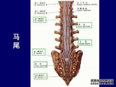 CT结构柱的发现