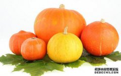 南瓜不能和南瓜一起吃，有多少克