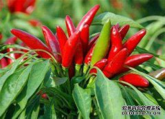 如果我的手很硬该怎么办？