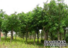 国家蟑螂害虫防治