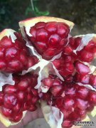 厂家供应苗山泰山石榴苗，红石榴管理