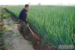 什么是厚肥大肥？