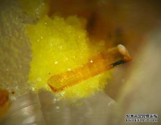 中国想从澳大利亚进口铀。谁知道如何