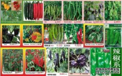 如何把辣椒当作障碍