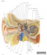 什么是颈静脉综合征？术语的定义是什