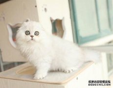 如果银梯度通常是反族的，那么猫和猫