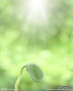 [双绿茶]品牌介绍→双绿茶行业