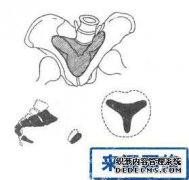 参考骨盆出口的哪个横向直径（）？