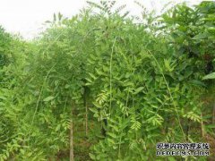 售价5美分，江苏目前急于报价6厘米7厘