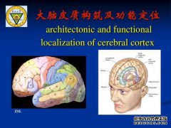 人类的大脑大约是大脑的三倍