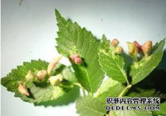 [相同的om害虫]苹果壁虱（ian蛾）