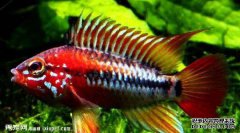 多彩的鱿鱼生活和价格