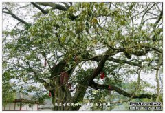 为什么我不能在家种黄色桉树？